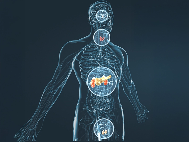 Male body diagram highlighting hormone-producing organs