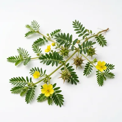 Tribulus Terrestris